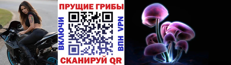 Псилоцибиновые грибы Psilocybe  Верещагино 